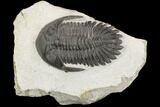 Detailed Hollardops Trilobite - Large For Species #126286-1